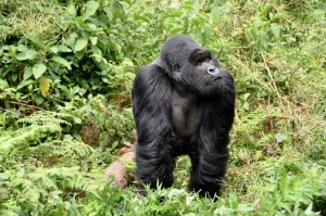 What Is Gorilla Trekking? And What’s So Awesome About It?